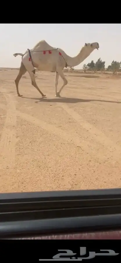لقحه وضحا منتج 0
