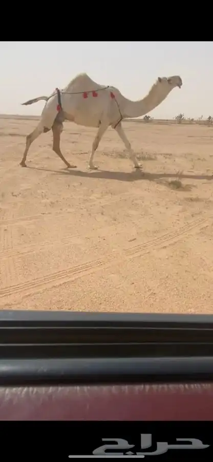 لقحه وضحا منتج 1