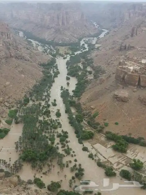 عسل سدر دوعن قطفة 1446 21
