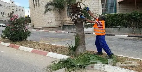 نقوم بقص الاشجار الكبيرة وتقليمها 2