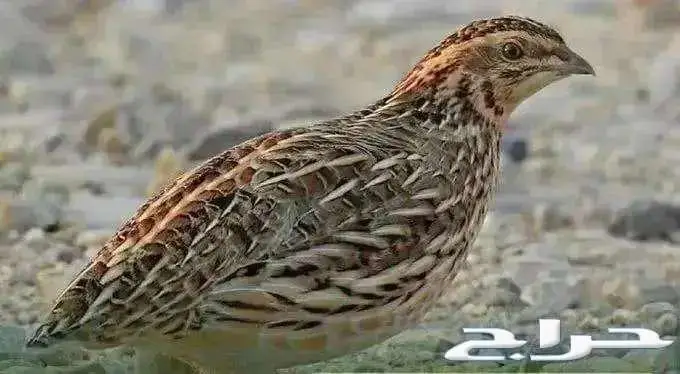 سمان فري 3