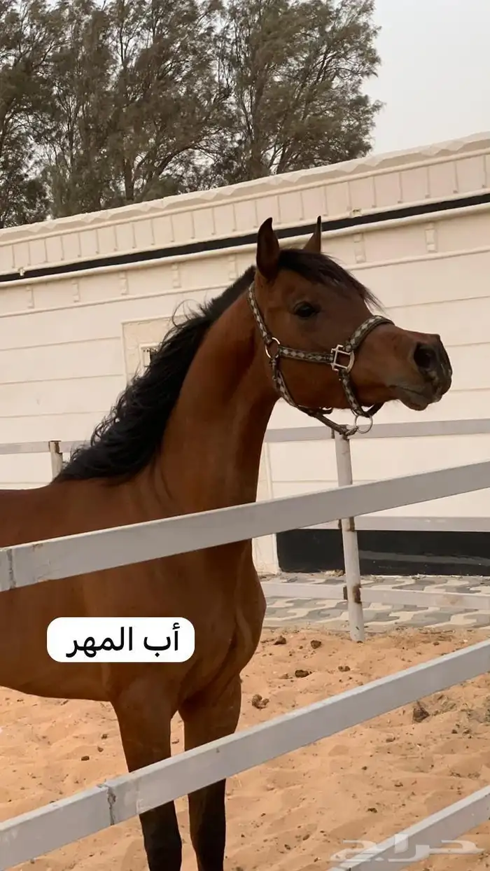 خيل 3