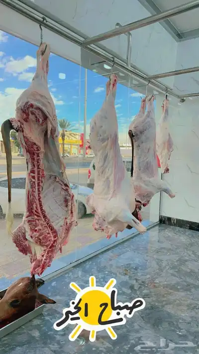 ملحمة اصالة العجول 9