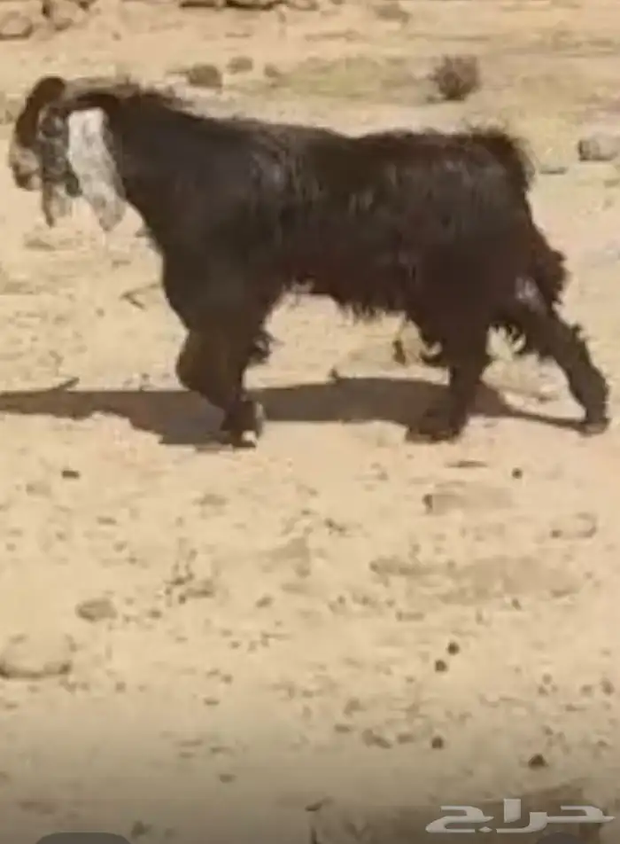فحل عارضي خصم خصم انتاج فاخر 7