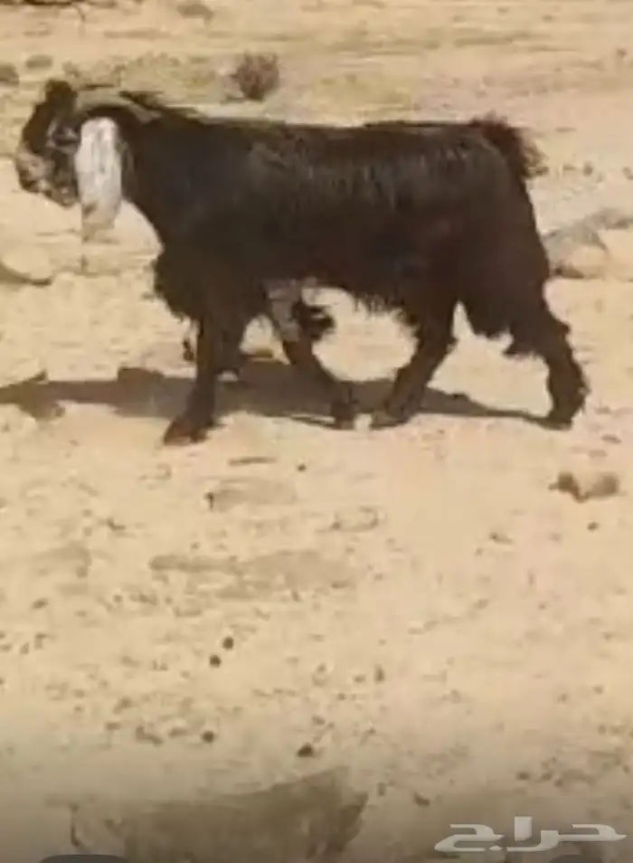 فحل عارضي خصم خصم انتاج فاخر 10