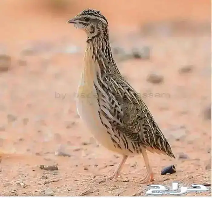 سمان فري 2