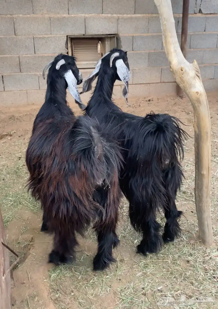 معزا عوارض صنف جفار دفيع تم البيع 4