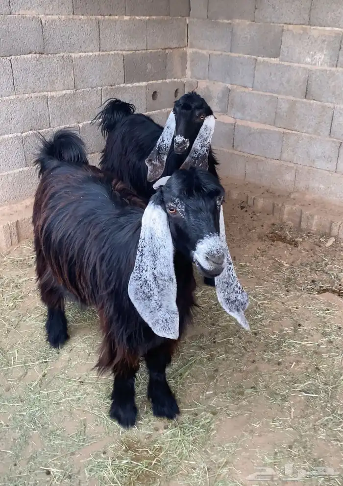 معزا عوارض صنف جفار دفيع تم البيع 7