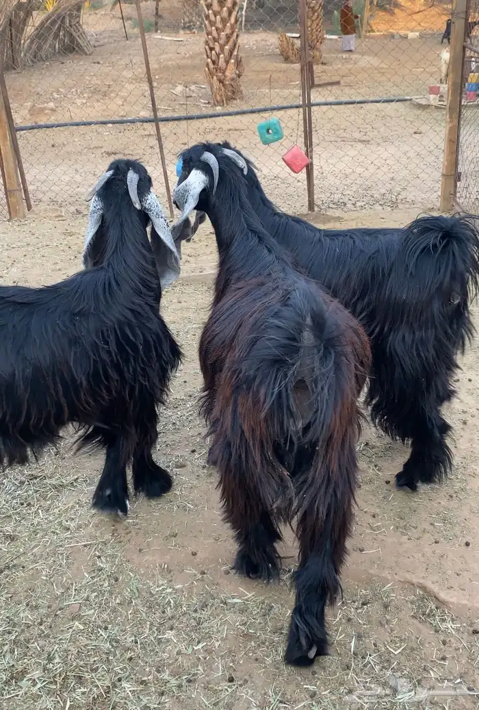 معزا عوارض صنف جفار دفيع تم البيع 5