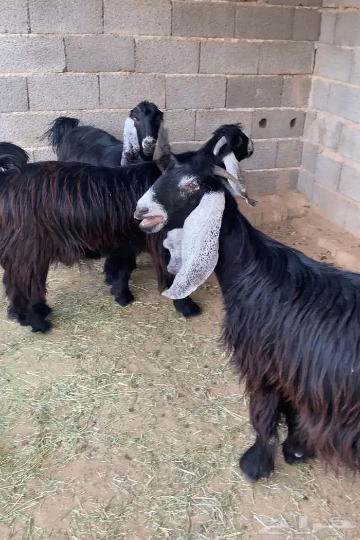 معزا عوارض صنف جفار دفيع تم البيع 14