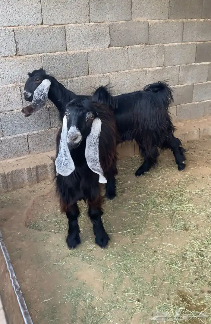 معزا عوارض صنف جفار دفيع تم البيع 8