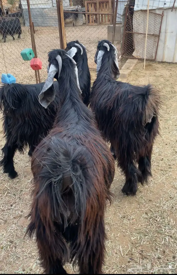 معزا عوارض صنف جفار دفيع تم البيع 13