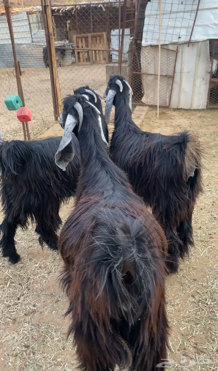 معزا عوارض صنف جفار دفيع تم البيع 6