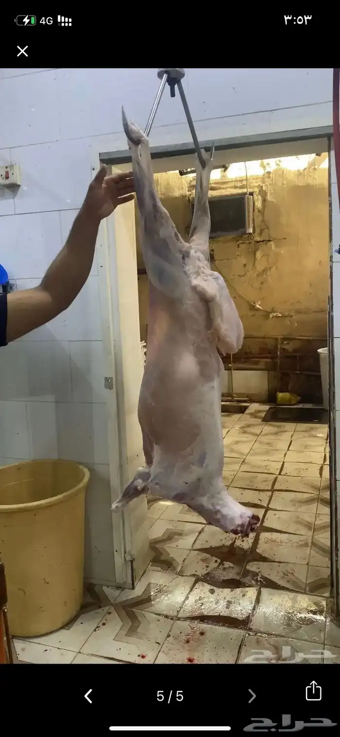 طليان و تيوس ذبايح لباب البيت المدينه المنورة 5