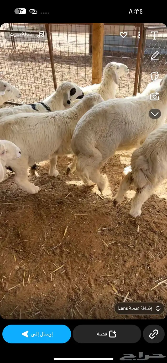 ذبائح رمضان نعيمي بلدي نجدي حري ساكني 6