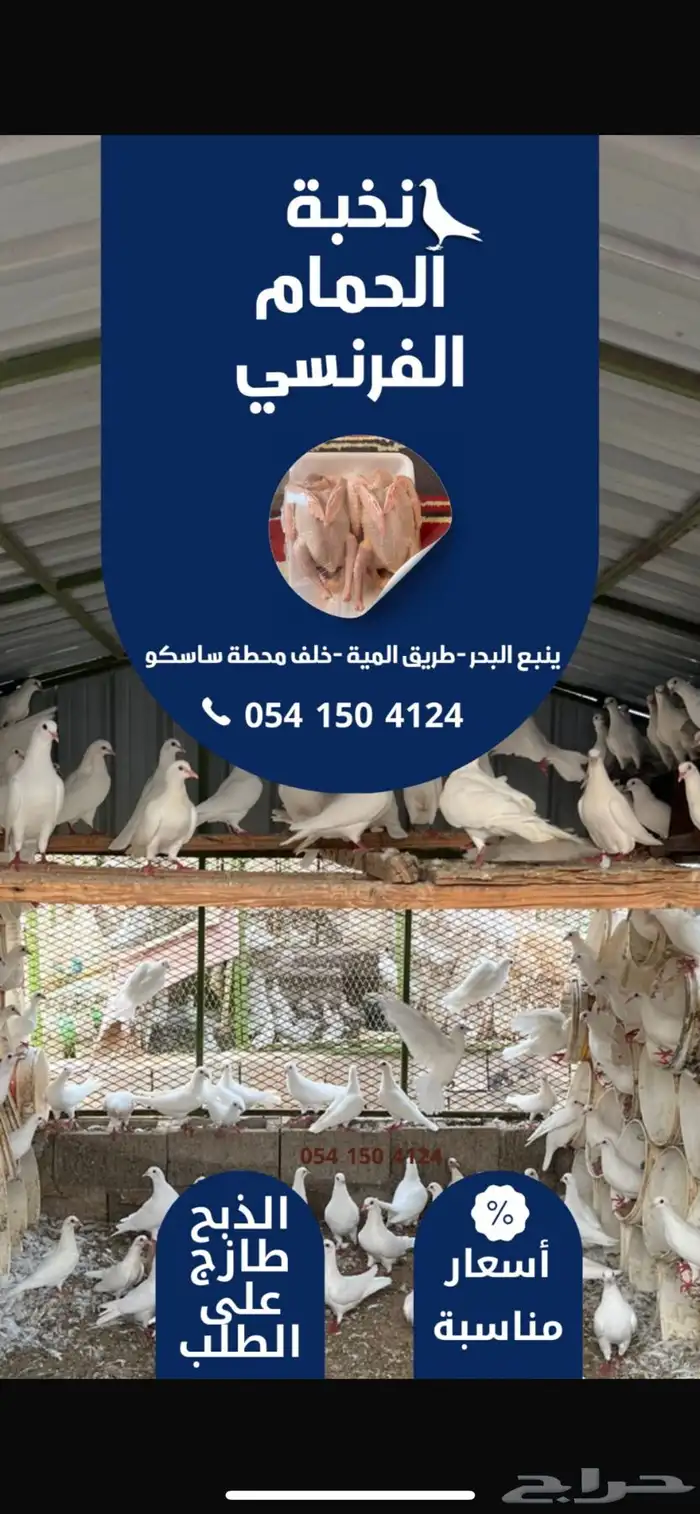 زغاليل حمام فرنسي 0