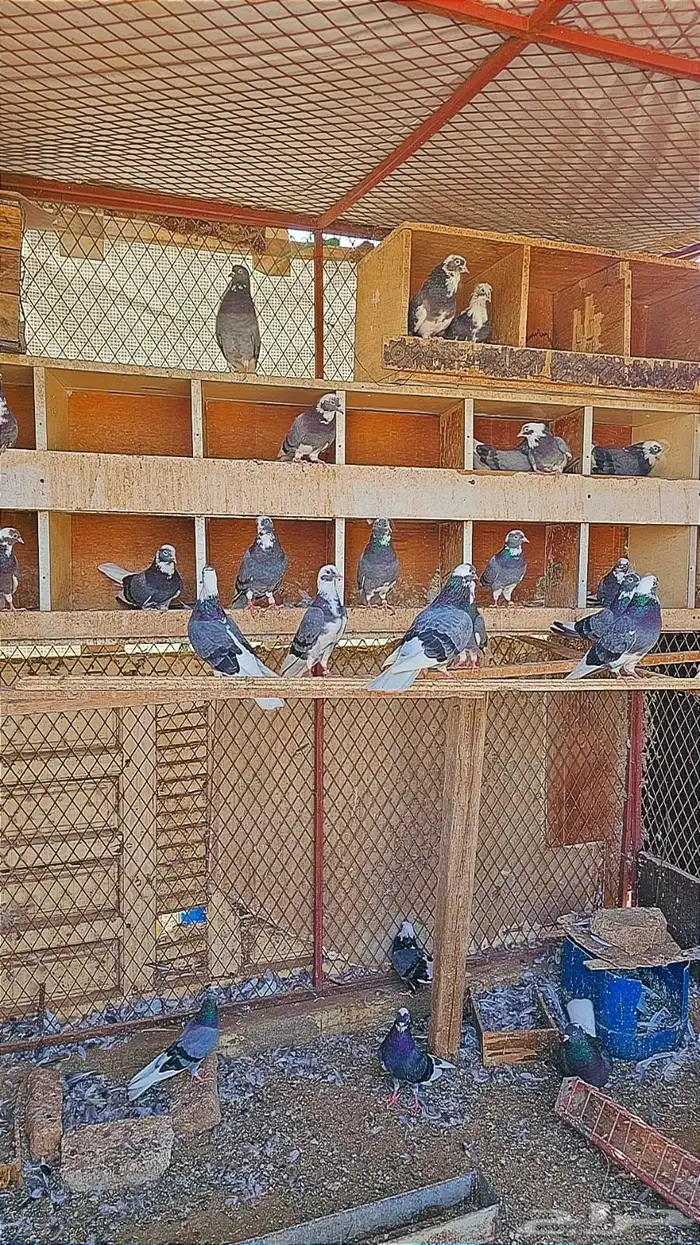 حمام للبيع 4