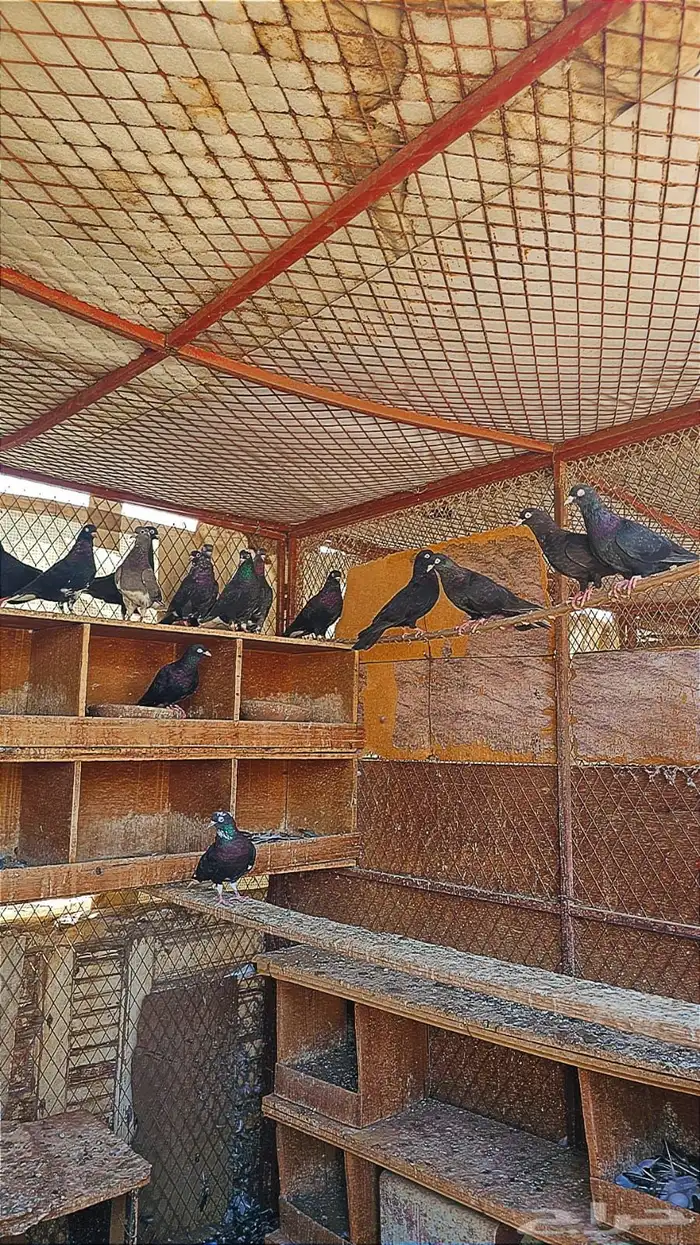 حمام للبيع 6