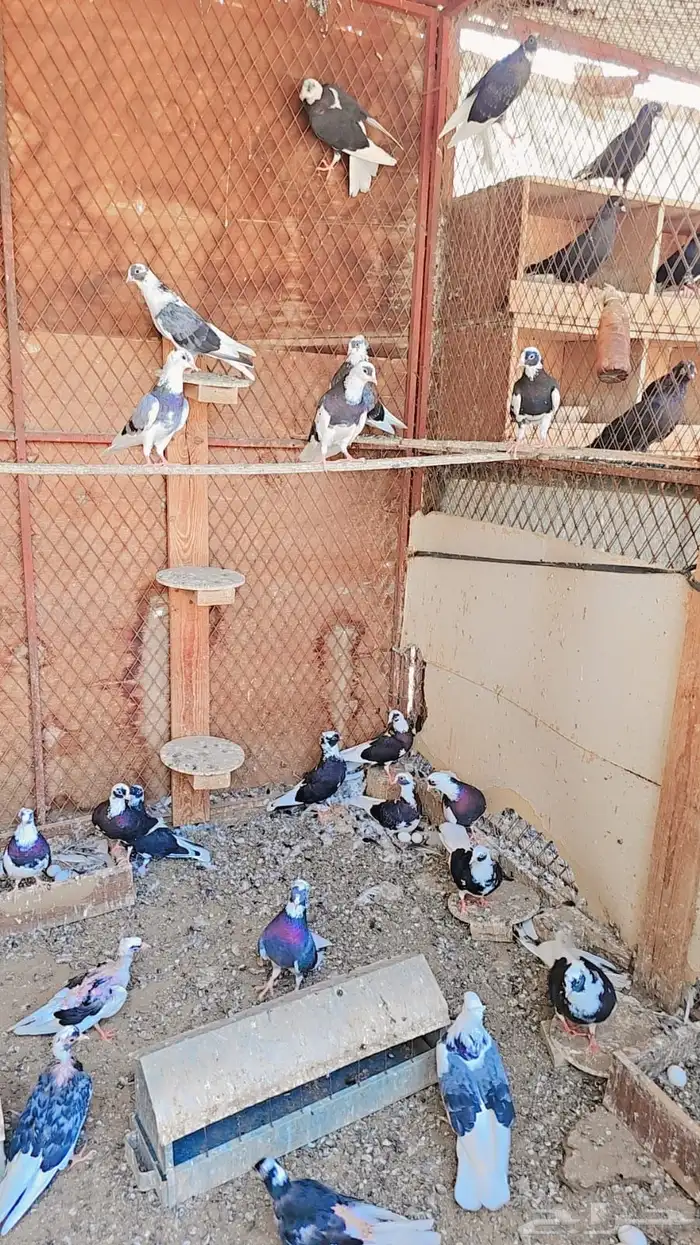 حمام للبيع 5