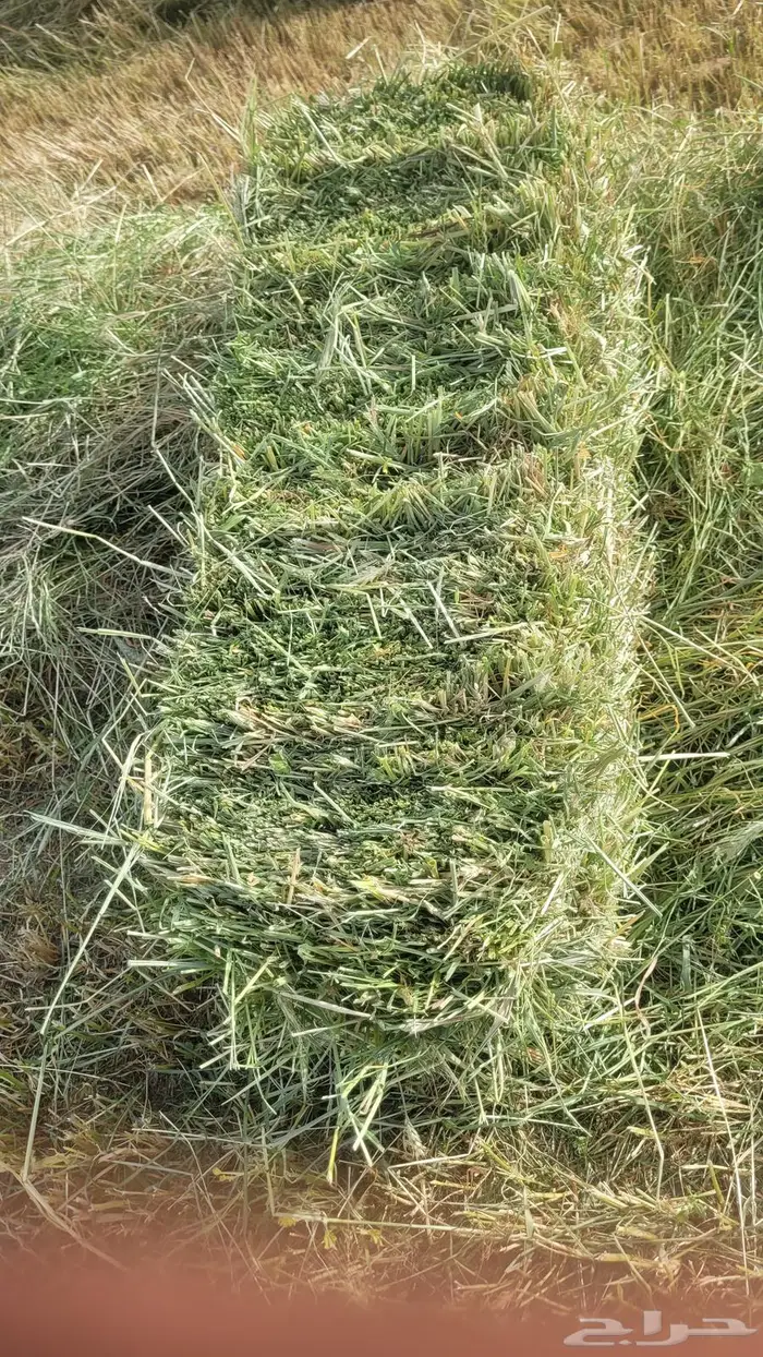 اللبيع. هيبان. ناعم. جديد. محصود من رشاش. مقاس 75ع80 5