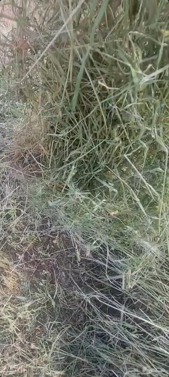 اللبيع. هيبان. ناعم. جديد. محصود من رشاش. مقاس 75ع80 2