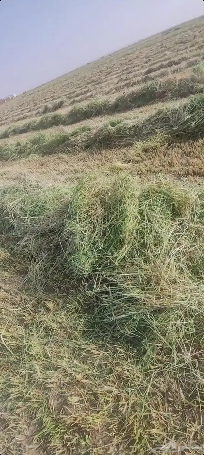 اللبيع. هيبان. ناعم. جديد. محصود من رشاش. مقاس 75ع80 1