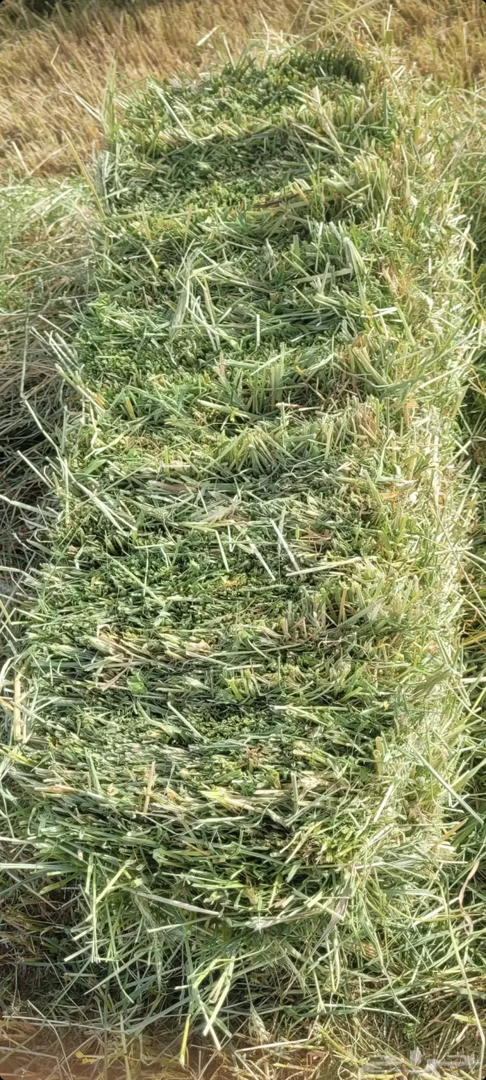 اللبيع. هيبان. ناعم. جديد. محصود من رشاش. مقاس 75ع80 4