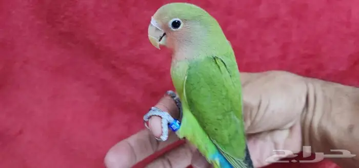 روز هدد اليف مناسب لجميع الاعمار 3