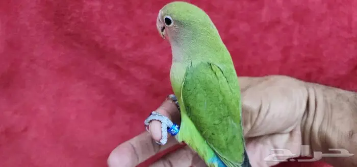 روز هدد اليف مناسب لجميع الاعمار 0