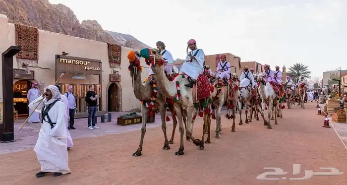 تنظيم احتفالات يوم التأسيس خيول وفرسان وجمال 3