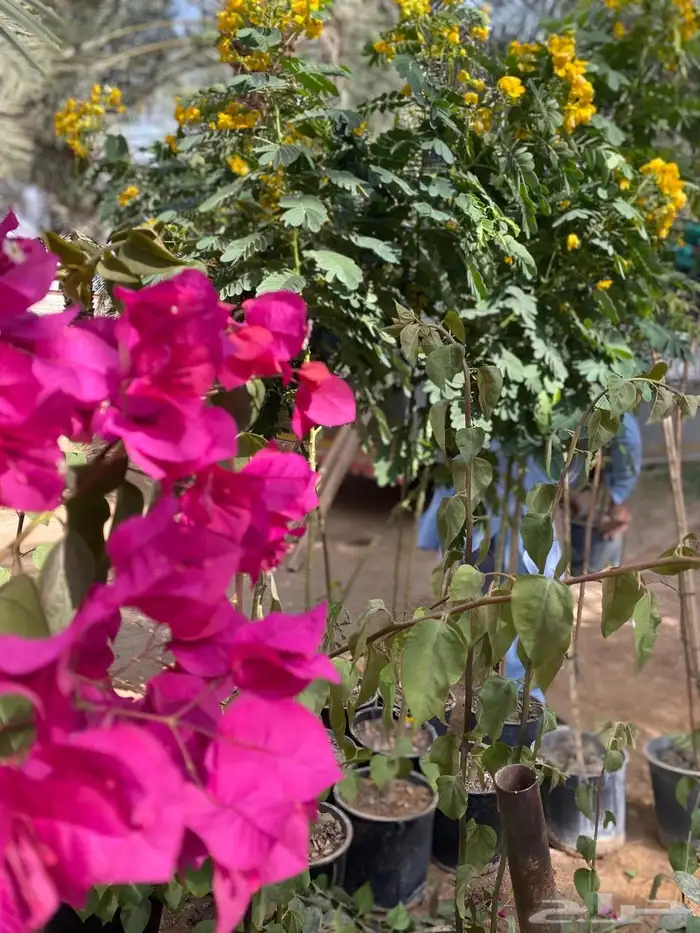 شتلة ورد اصفر طوال العام جهنمية أكاسيا جلوكا 10