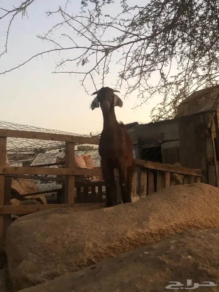 تيس كفو للبيع تم البيع 1