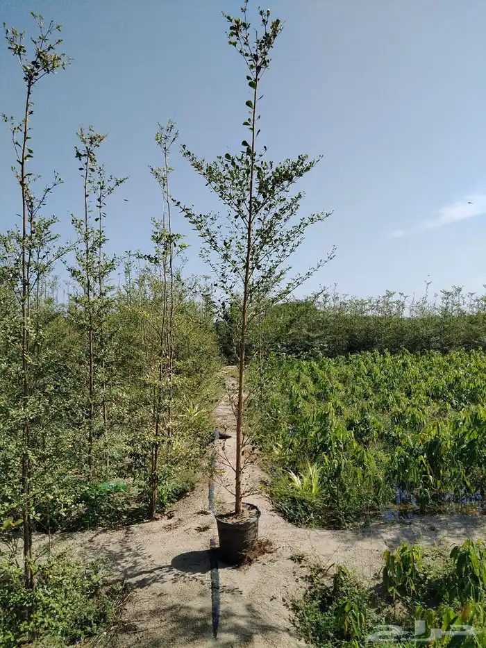 مشاتل توريد للشركات والمشاريع باقل الاسعار وبكميات 9