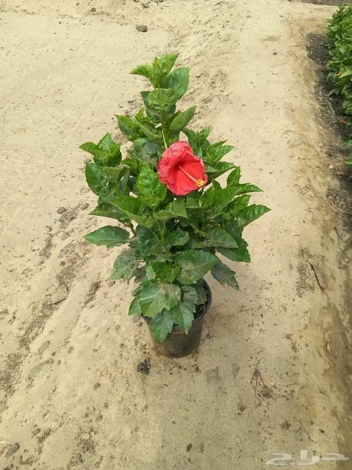 مشاتل توريد للشركات والمشاريع باقل الاسعار وبكميات 13