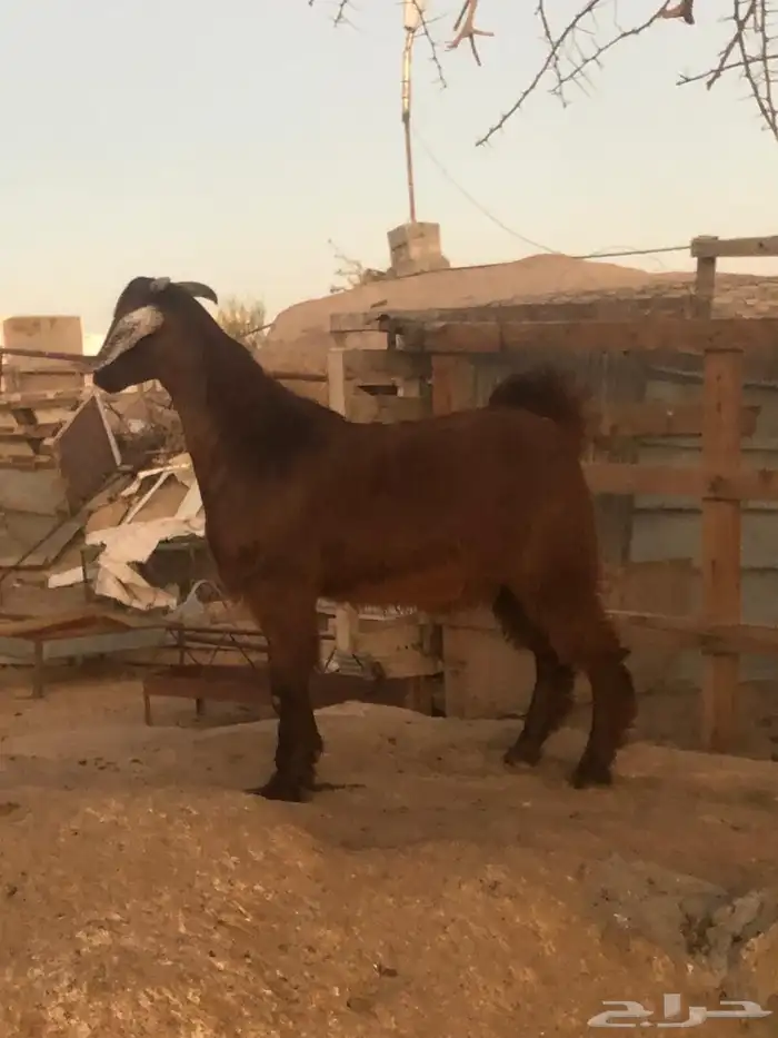 تيس كفو للبيع تم البيع 2
