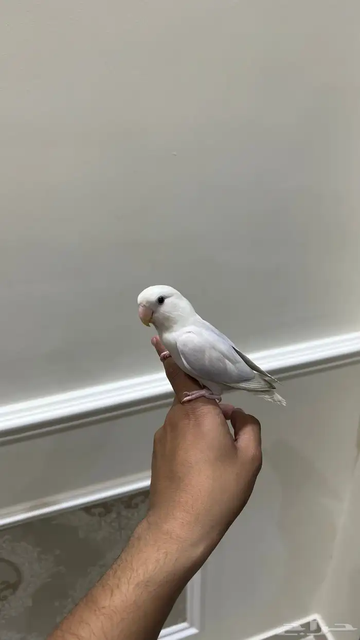 روز اليف وهدد نشبه(تم البيع) 2