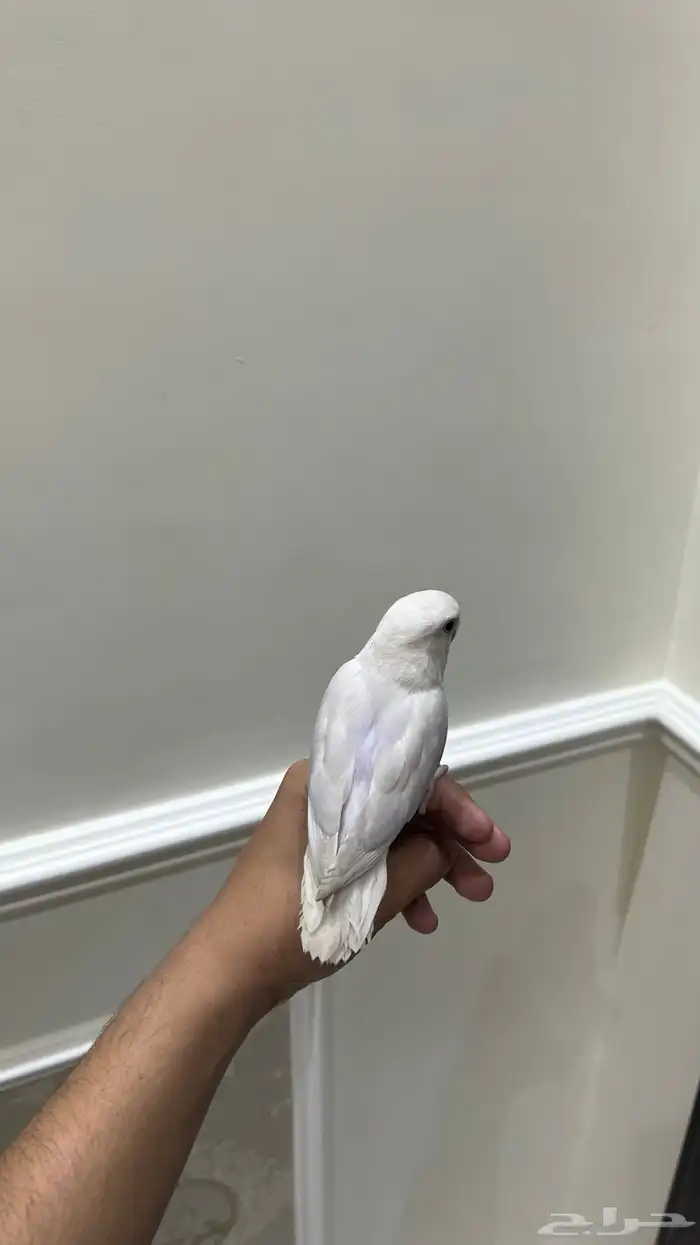 روز اليف وهدد نشبه(تم البيع) 1