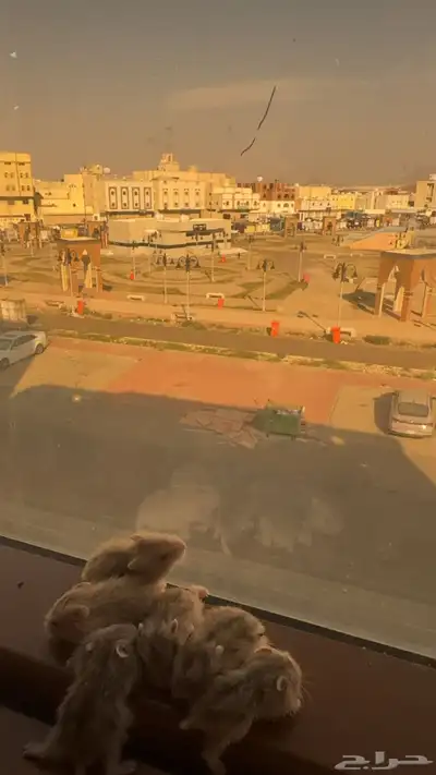 همسترات وينتر 1