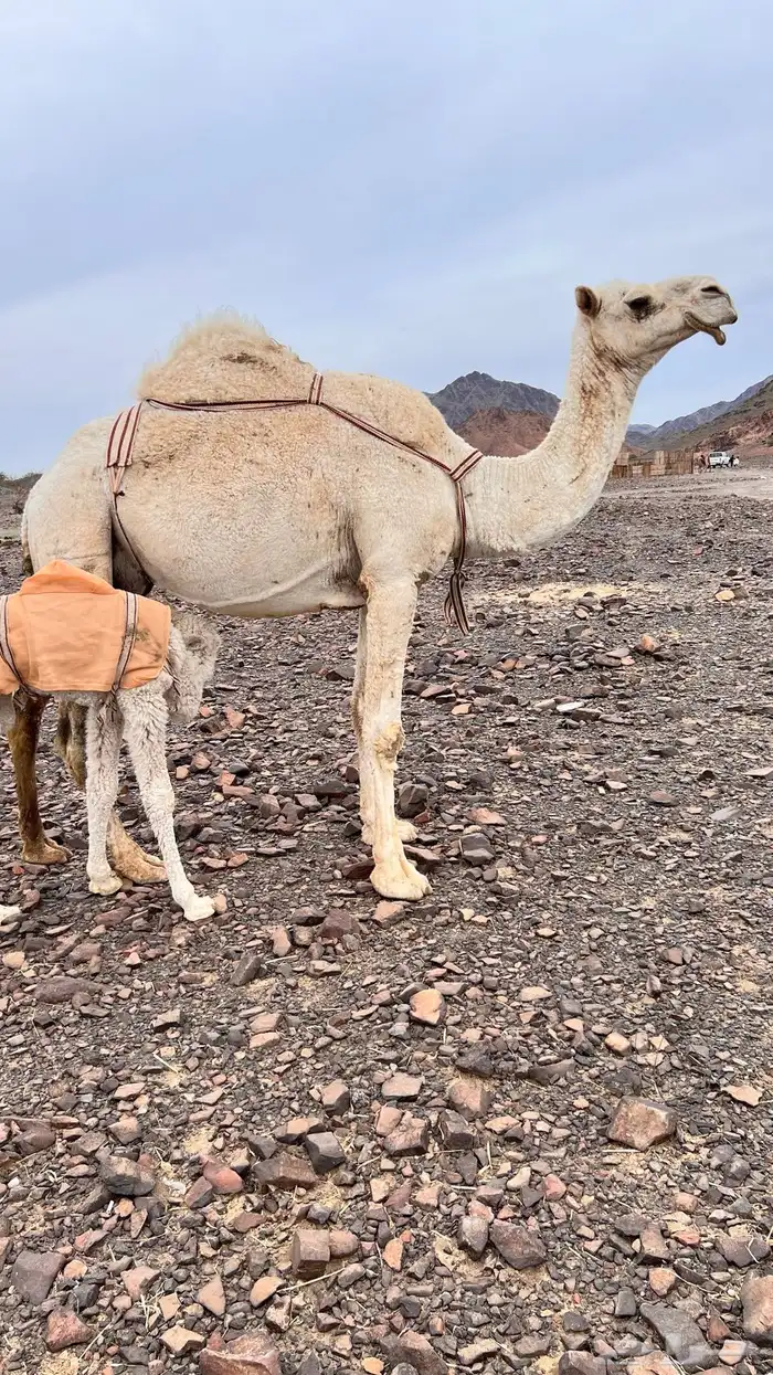 خلفه وضحاء كفو تم البيع 2