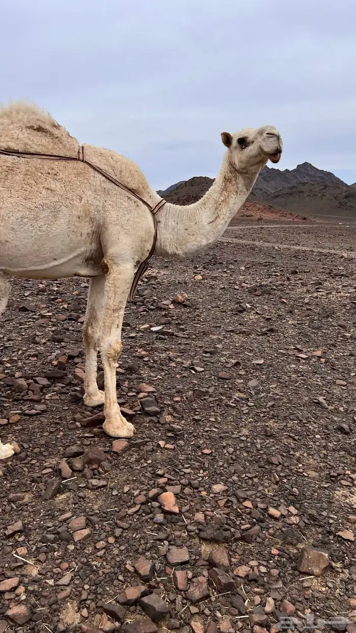 خلفه وضحاء كفو تم البيع 1