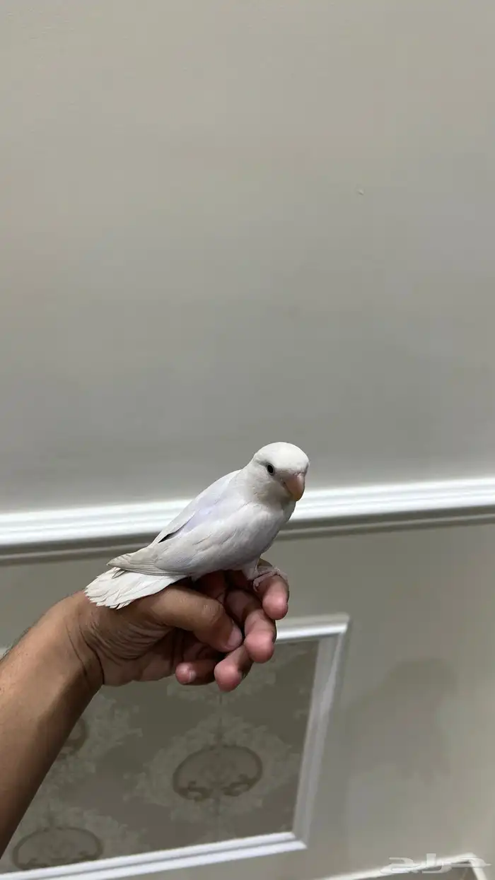 روز اليف وهدد نشبه(تم البيع) 0