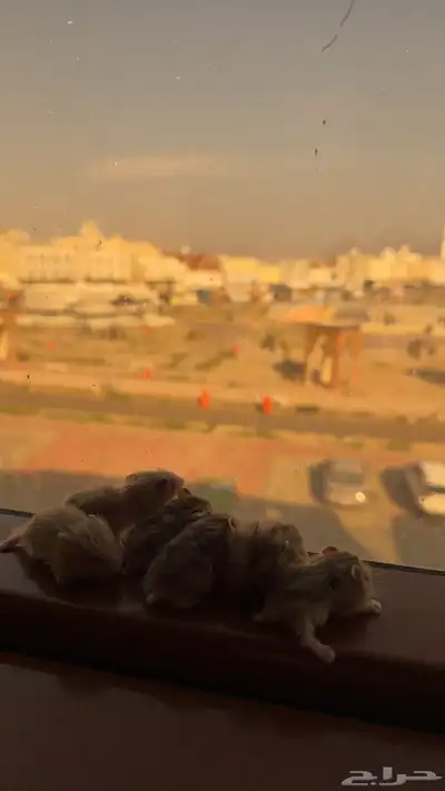 همسترات وينتر 2