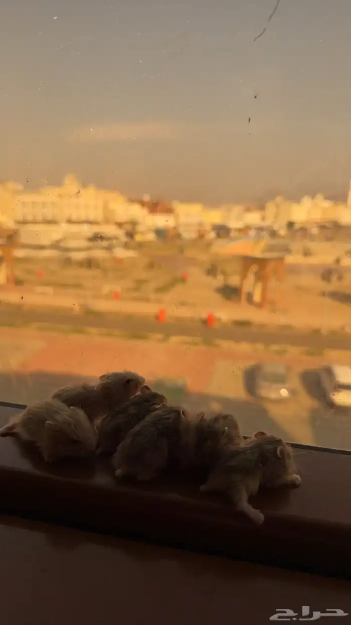 همسترات وينتر 2