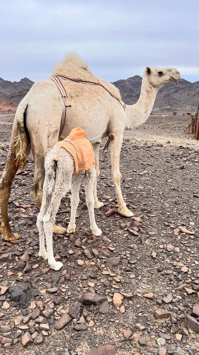 خلفه وضحاء كفو تم البيع 4