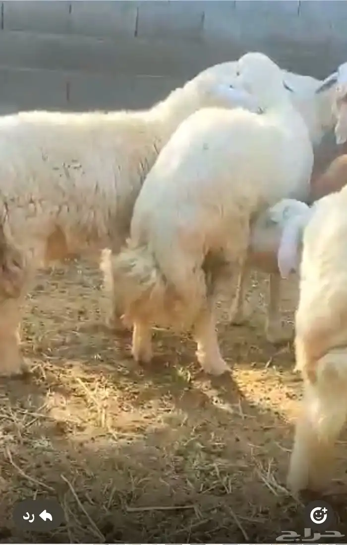 خرفان وذبايح طائفيه شامل السلخ والتوصيل 0