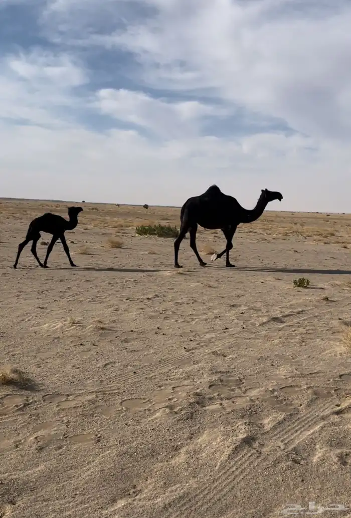 ناقه خلفه مجهم للبيع 0