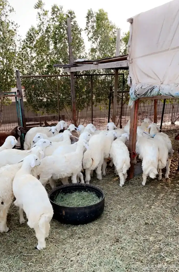 خرفان وذبايح طائفيه شامل السلخ والتوصيل 1