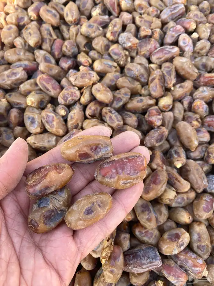 تمر جملة مفرق من مزارعنا بأسعار جملة الجملة 21