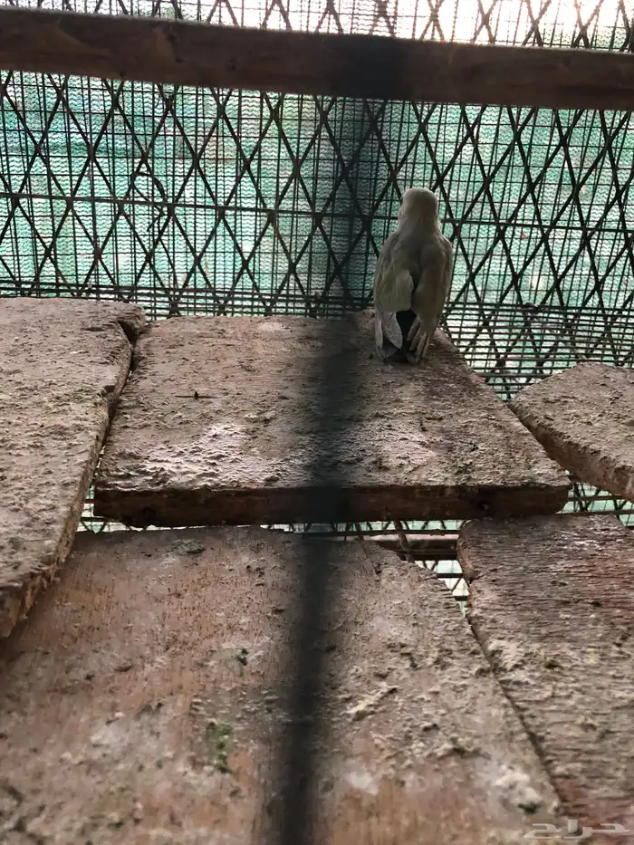فروخ روز 3