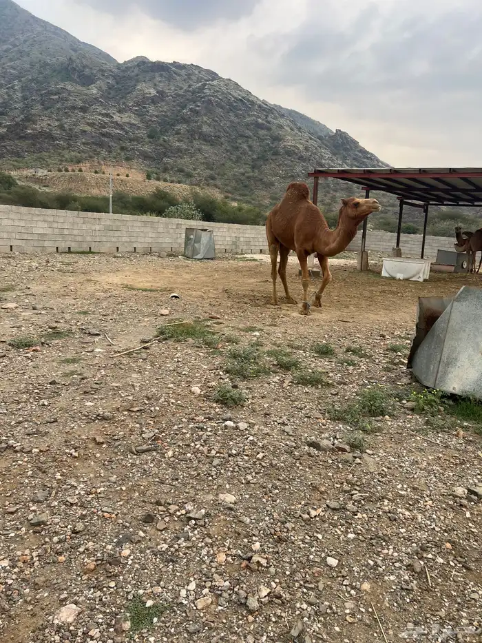 بعير فاخر احمر لأهل النظر 0